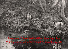 Dog Rat Terriers Hunting Rats in the Forest Stream, 1890s Antique Print picture