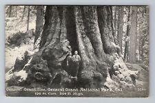 CA-California Gen. Grant Nat'l Park Gen. Grant Tree, Vintage c1929 Postcard picture