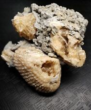 Golden Honey Calcite Pseudomorph Clams In Matrix Crystal Fossil Rucks Pit picture