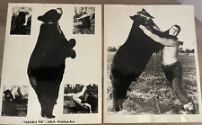 TWO VINTAGE 1960S BEAR WRESTLING 8X10 BW PHOTOS picture