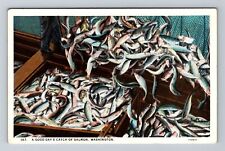 WA-Washington, A Good Day's Catch Salmon, Fishes, Vintage Postcard picture