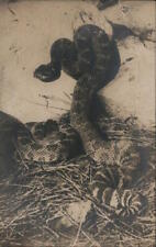 Snakes RPPC Rattlesnake Real Photo Post Card Vintage picture