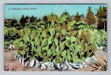 CA-California, Scenic Cactus Garden, Vintage Postcard picture