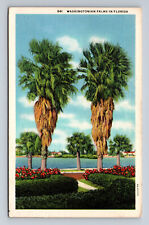 Washingtonian Palms in Florida 1934 Linen Postcard Posted Flowers Trees picture