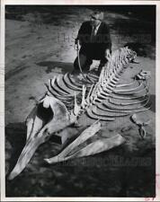 1963 Press Photo Dr. T.E. Pulley assembles goose-beaked whale at museum picture