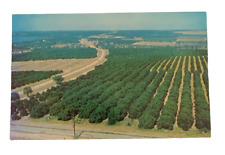 Orange and Grapefruit Groves the Citrus Belt Central Florida Postcard Unposted picture