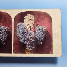 Victorian Botany Study Stereoview 3D C1860 Real Photo Rare W H Mason Hand Tinted picture