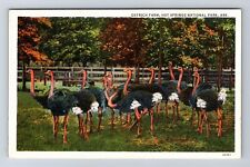 Hot Springs National Park, Ostrich Farm, Series #45361 Vintage Postcard picture