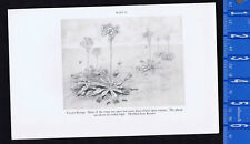 Venus Flytrap and Insects -1934 Print picture
