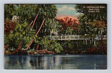 Tampa FL-Florida, Hillsborough River State Park, Antique Vintage Postcard picture