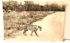 Vintage RPPC Postcard Leopard Artco South Africa Stamps picture