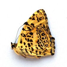 wholesale insect 50 pcs unmounted folded butterfly Symbrenthia brabira A1 A1- #4 picture