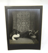 Armenian Oriental Rug Store Berkeley CA Advertising Cabinet Photograph c1914 Elt picture