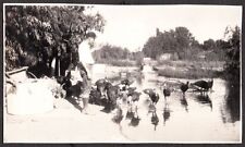 VINTAGE 1929-35 TURKEY FARM INVERNESS DRY CREEK HEALDSBURG CALIFORNIA OLD PHOTO picture
