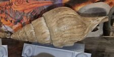 Genuine giant clavilithes gastropod fossil - middle barton beds, eocene, picture
