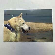 Vintage Cute Dog Postcard picture