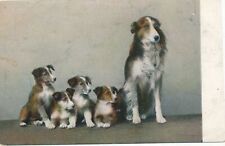 Dog and Four Puppies Postcard - udb (pre 1908) picture