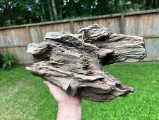 Texas Petrified Live Oak Wood 17x7x5 Large Detailed Rotted Buggy Termite Log picture