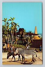 Los Angeles CA-California Hartmann's Mtn Zebra At The LA Zoo Vintage Postcard picture