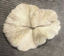 Genuine Natural Mushroom Coral Sea Shell Ocean Beach Decor White 6