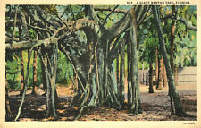 Postcard A Giant Banyan Tree FL Florida picture