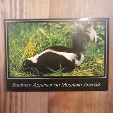 Skunk Southern Appalachian Mountain Animal Tennessee Postcard Souvenir Photo picture