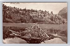 Estes Park CO-Colorado, Beaver House, Lilly Lake, Antique, Vintage Postcard picture