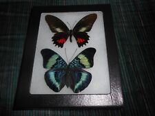 2 different real framed butterflies in 4x5 riker mount    #26 picture