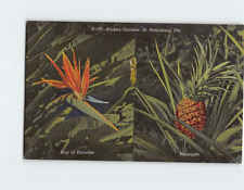Postcard Bird of Paradise & Pineapple Sunken Gardens St. Petersburg Florida USA picture