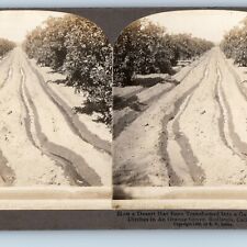 1906 Redlands, CA Orange Grove Irrigating Ditches Real Photo Stereo Card Cal V19 picture