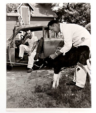 1953 St James Minnesota MN Veterinary Service Calf Farm Vintage Press Photo picture