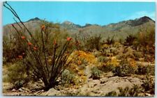 Unposted Postcard - Springtime - Desert - USA, North America picture