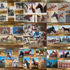 VTG Horse Postcard LOT 78 unposted 1950s+/- Edition Stehli Rivst Mainzer RPPC picture