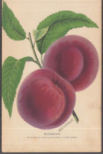 Stecher chromolithograph fruit plate 1887: Waterloo Peaches picture