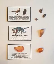 Small Fossil Bundle: Amber with Insect, Small Mosasaur Tooth & Dino Eggshell  picture