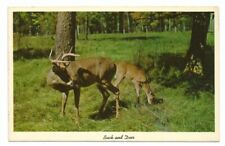 Greetings Springfield Center NY Postcard Deer picture