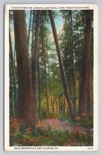 Postcard Virgin Pines On Longfellow Trail Cook Forest Pennsylvania 1930 picture