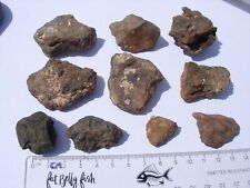 238 grams NWA xxx unclassified as found individual stoney Meteorites with a COA picture