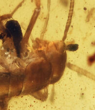 Detailed Gryllotalpa (Cricket), Fossil Inclusion in Burmese Amber picture