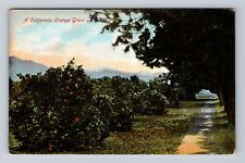 CA-California, Orange Grove, Antique, Vintage Postcard picture