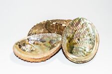 Green Abalone Sea Shell One Side Polished Beach Craft 4