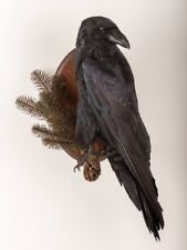 Raven Taxidermy Bird Real Stuffed mount Animal Gothic Tattoo Driftwood #22 picture