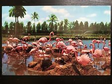 Vintage Postcard 1956 Flamingos Hialeah Racecourse Hialeah Florida (FL) picture