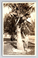 RPPC Boy & Fruiting Coconut Tree Florida FL Real Photo Postcard picture