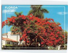 Postcard Royal Poinciana or Flame Tree Florida USA picture