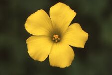 35 MM Color Slides Pro Photo Nature Yellow Oxalis Flower Close up 1987 #21 picture