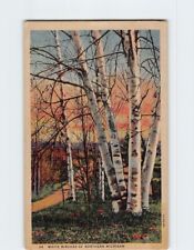Postcard White Birches of Northern Michigan USA picture