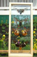 Giant Cicadas Insect Wings Frame Double Glass World's Best Quality Displays  picture
