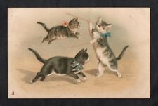 Helena Maguire, Acrobatic CATS, Cat Circus, Tuck picture