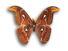 Real Attacus atlas Large MALE Moth Saturniidae Insect Unmounted Folded in USA picture